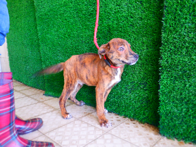 南投縣公立動物收容所,編號:437290, 混種犬          