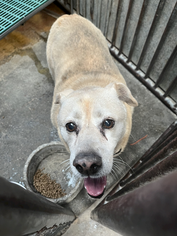 彰化縣流浪狗中途之家,編號:432608, 混種犬          