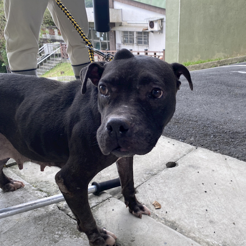 基隆市寵物銀行,編號:432546, 混種犬          