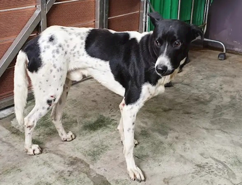 新北市五股區公立動物之家,編號:430419, 混種犬          