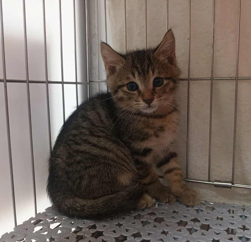 新北市板橋區公立動物之家,編號:437316, 混種貓                 