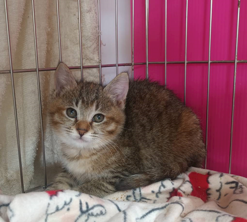 新北市板橋區公立動物之家,編號:437317, 混種貓                 