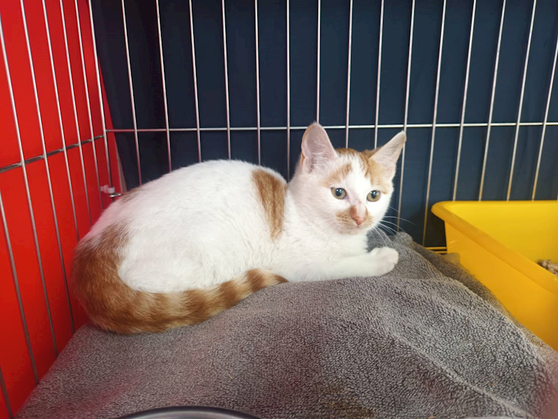 新北市板橋區公立動物之家,編號:437318, 混種貓                 