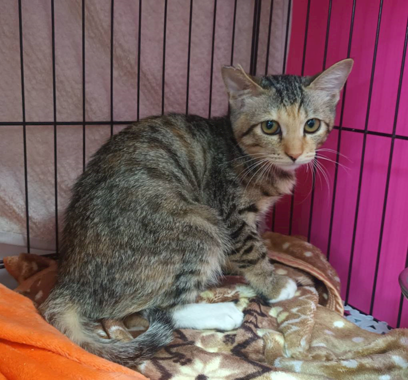 新北市板橋區公立動物之家,編號:437308, 混種貓                 