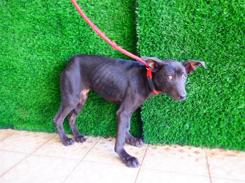 南投縣公立動物收容所,編號:437296, 混種犬          