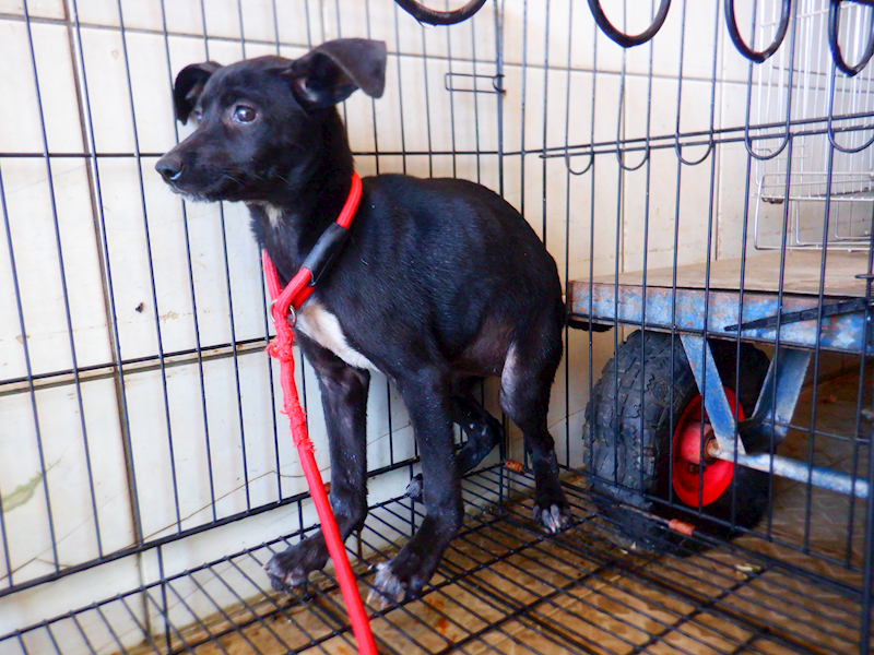 南投縣公立動物收容所,編號:437295, 混種犬          