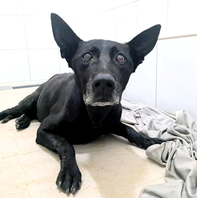 新竹縣動物保護教育園區,編號:433991, 混種犬          