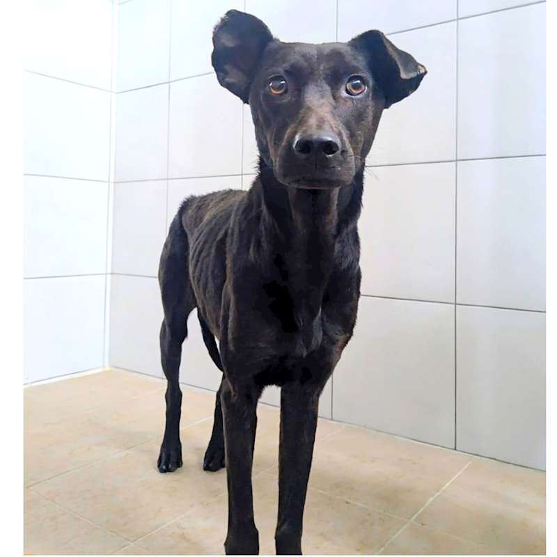 新竹縣動物保護教育園區,編號:435920, 混種犬          