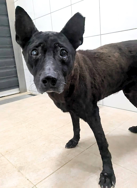 新竹縣動物保護教育園區,編號:437339, 混種犬          