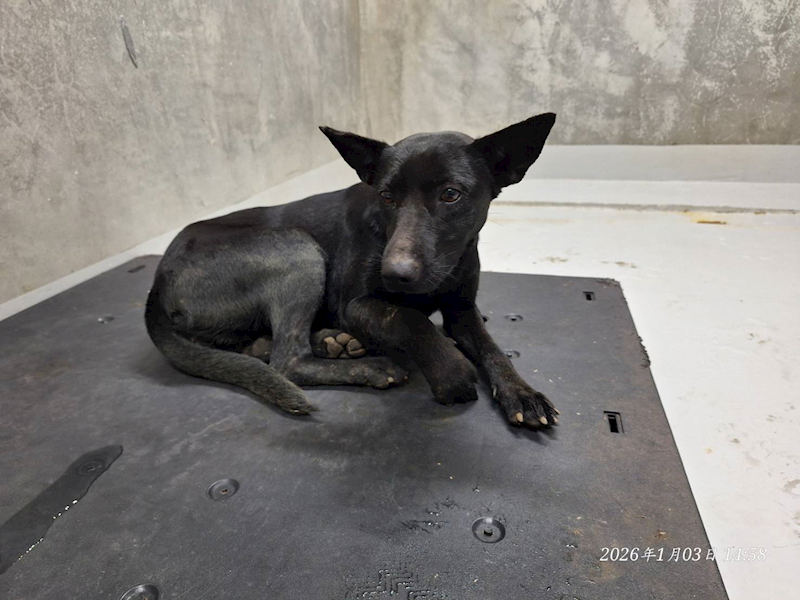 基隆市寵物銀行,編號:437332, 混種犬          