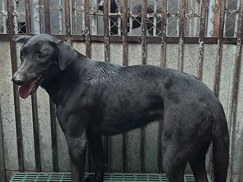 彰化縣流浪狗中途之家,編號:433497, 混種犬          