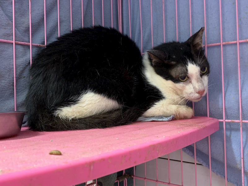 臺北市動物之家,編號:414881, 混種貓                 