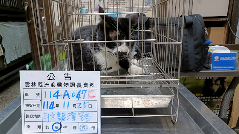 雲林縣流浪動物收容所,編號:433441, 混種貓                 