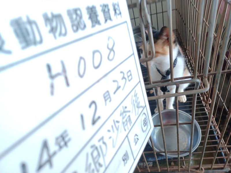 雲林縣流浪動物收容所,編號:437057, 混種貓                 