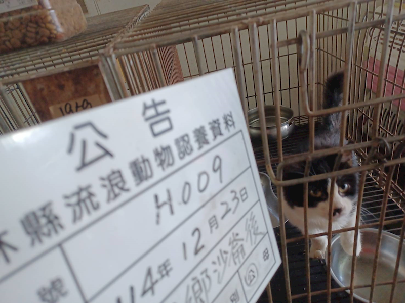 雲林縣流浪動物收容所,編號:437058, 混種貓                 