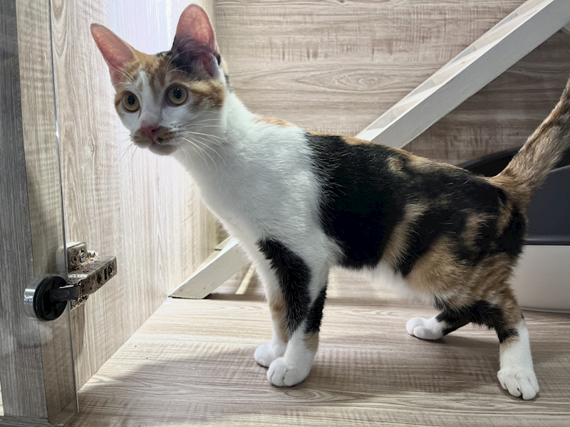 桃園市動物保護教育園區,編號:437345, 混種貓                 