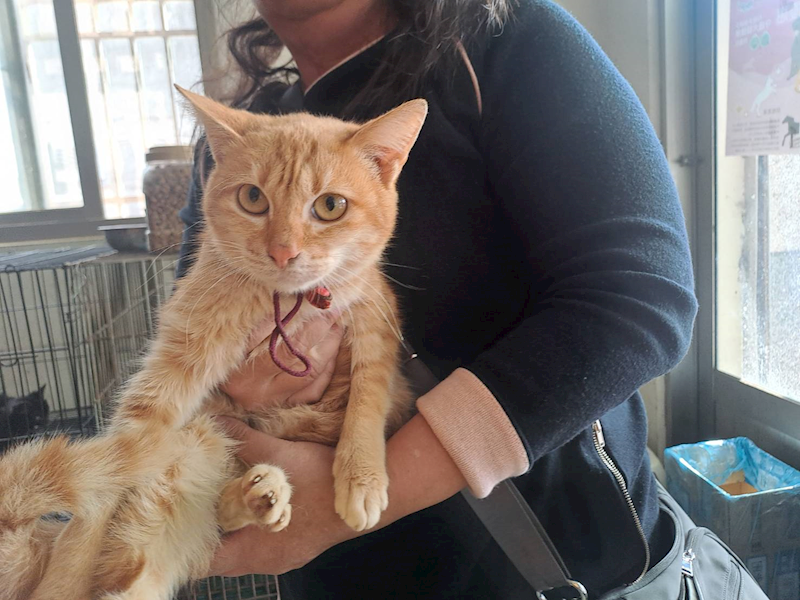 雲林縣流浪動物收容所,編號:437059, 混種貓                 