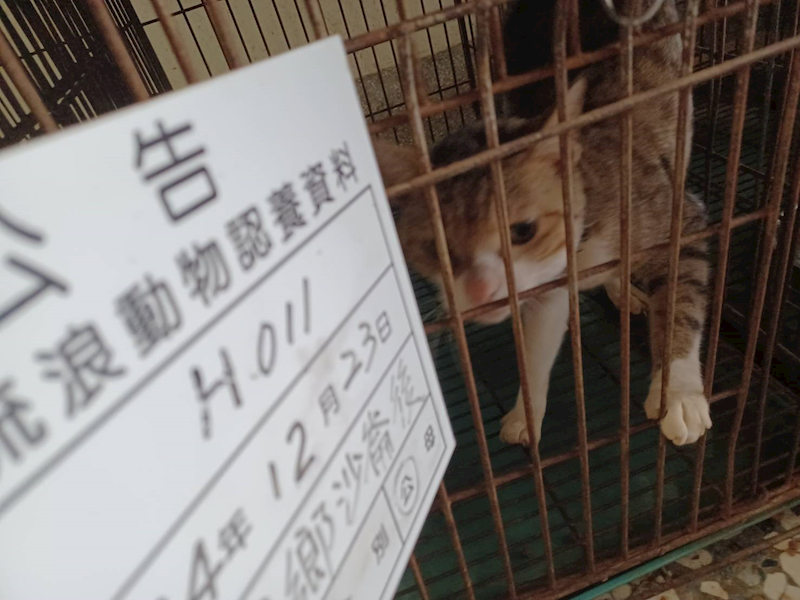 雲林縣流浪動物收容所,編號:437060, 混種貓                 