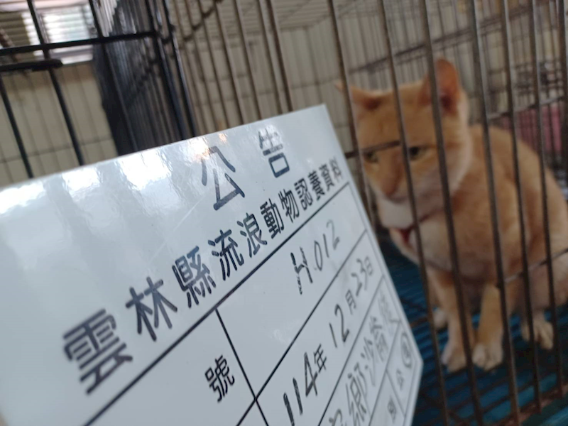 雲林縣流浪動物收容所,編號:437061, 混種貓                 