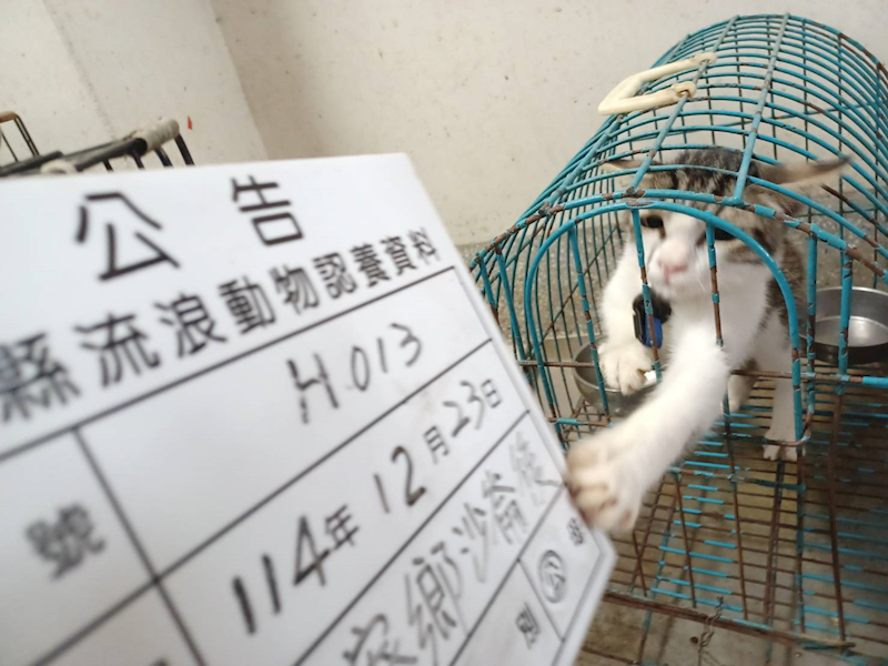 雲林縣流浪動物收容所,編號:437063, 混種貓                 