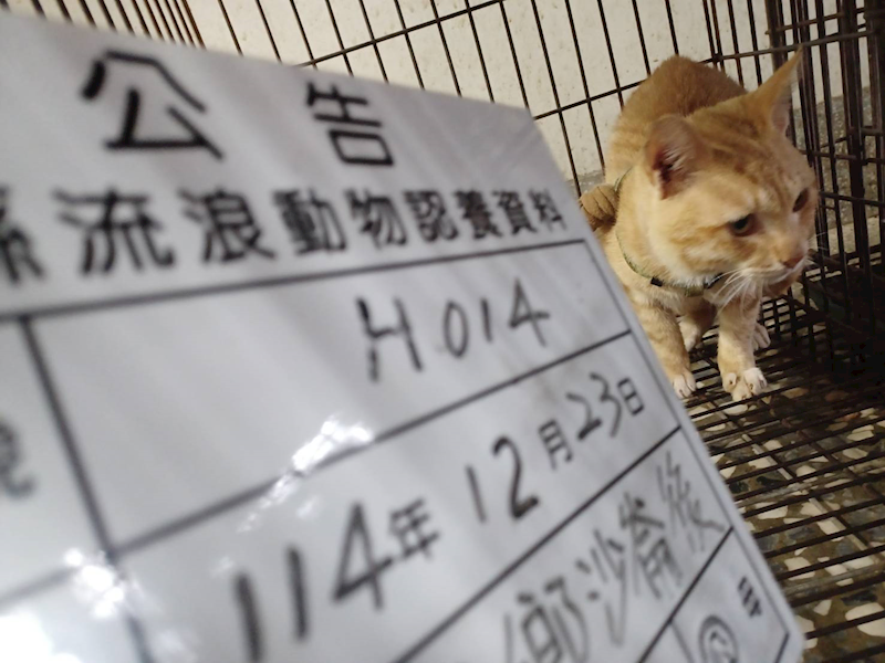 雲林縣流浪動物收容所,編號:437064, 混種貓                 