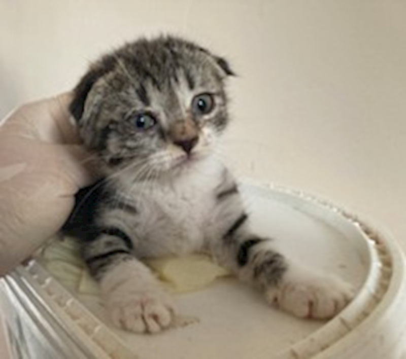 桃園市動物保護教育園區,編號:422640, 混種貓                 