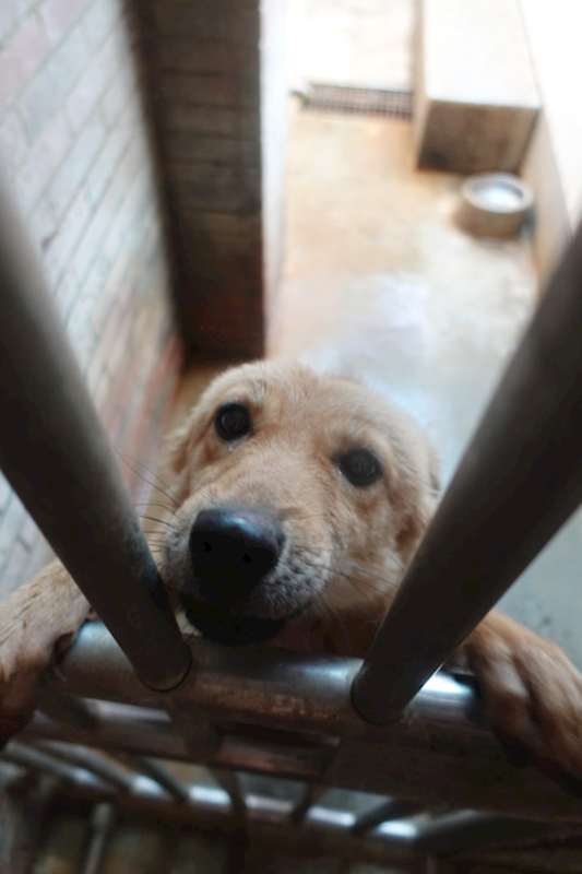 宜蘭縣流浪動物中途之家,編號:437283, 混種犬          