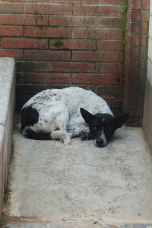 宜蘭縣流浪動物中途之家,編號:436813, 混種犬          