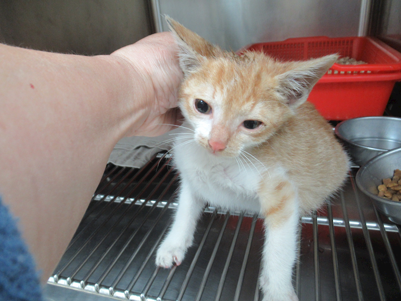 新竹市動物保護教育園區,編號:436736, 混種貓                 