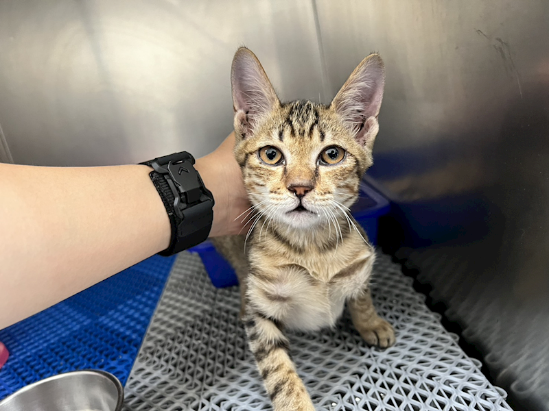 桃園市動物保護教育園區,編號:432959, 混種貓                 