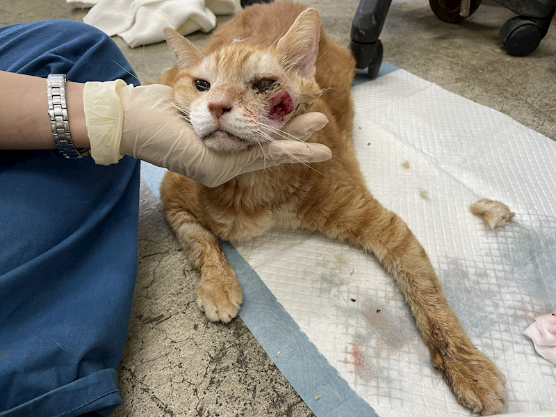 臺北市動物之家,編號:434607, 混種貓                 