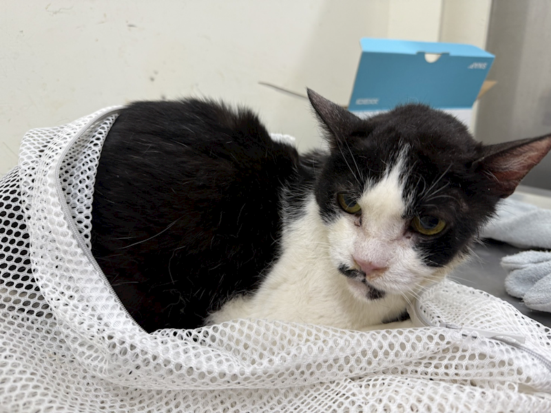 臺北市動物之家,編號:413380, 混種貓                 