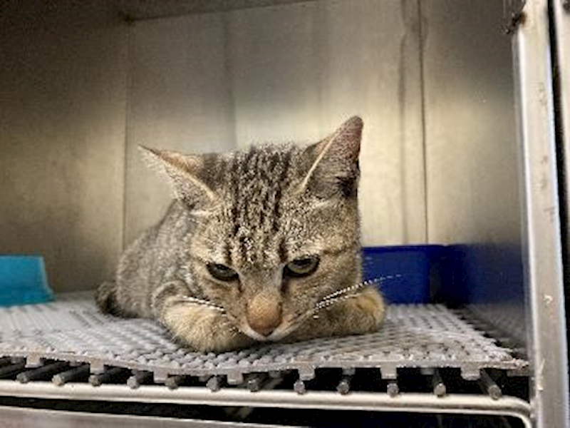 桃園市動物保護教育園區,編號:364515, 混種貓                 