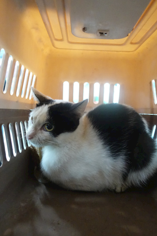 宜蘭縣流浪動物中途之家,編號:437564, 混種貓                 