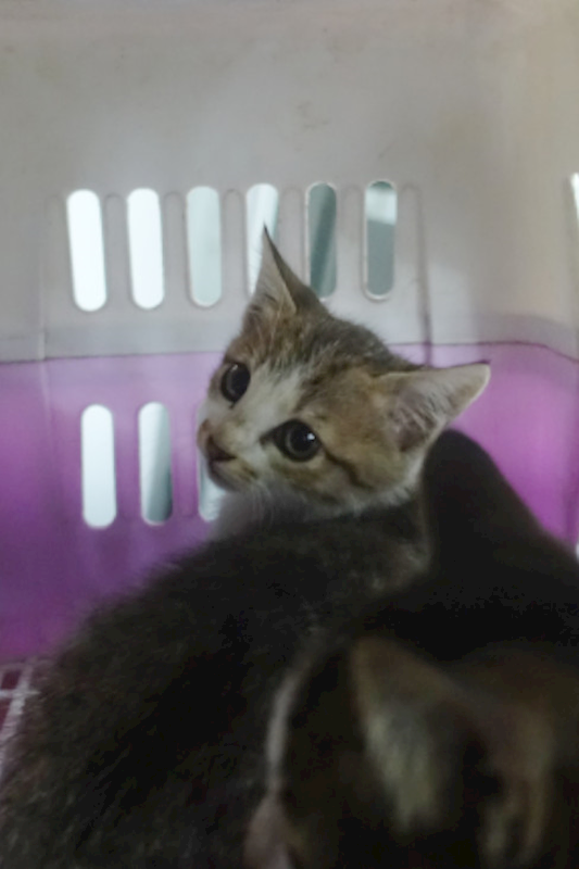 宜蘭縣流浪動物中途之家,編號:437561, 混種貓                 