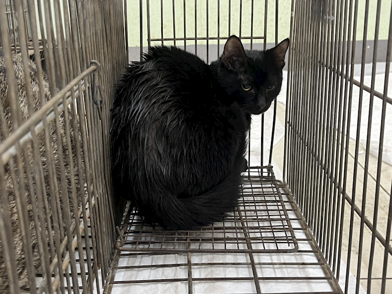 金門縣動物收容中心,編號:437280, 混種貓                 