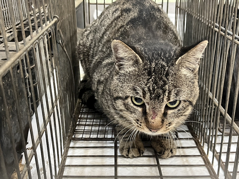 金門縣動物收容中心,編號:437279, 混種貓                 