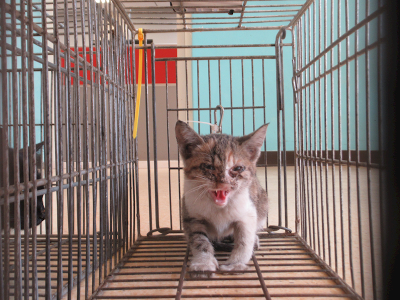 新竹市動物保護教育園區,編號:437540, 混種貓                 