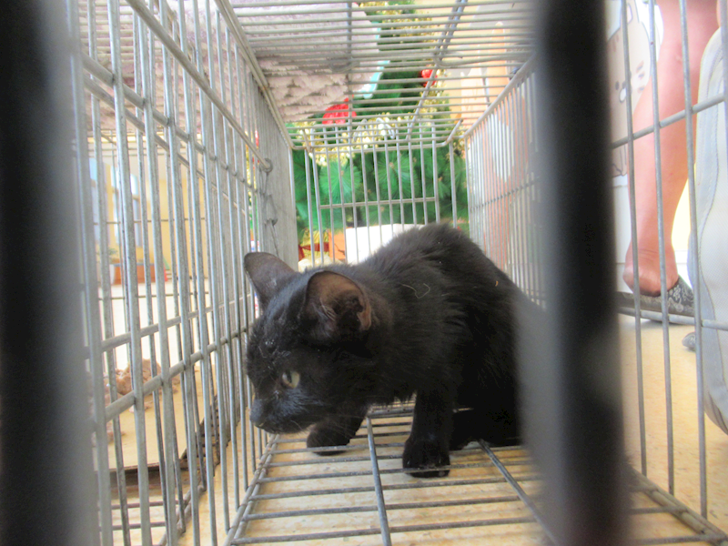 新竹市動物保護教育園區,編號:437539, 混種貓                 