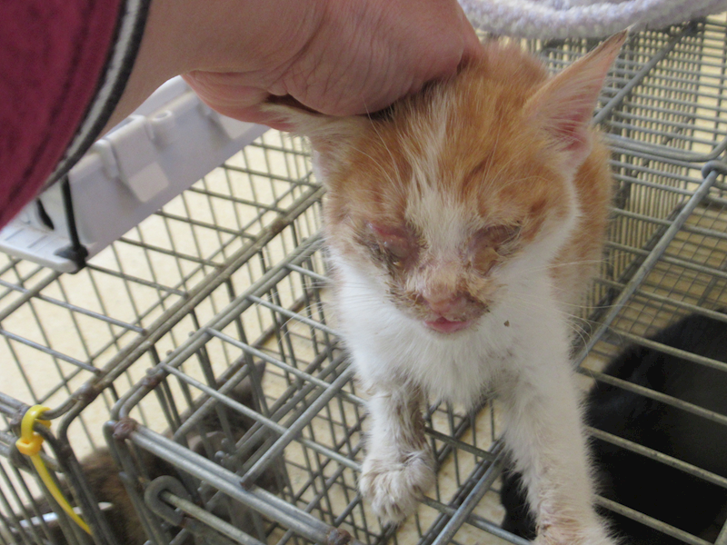 新竹市動物保護教育園區,編號:437538, 混種貓                 