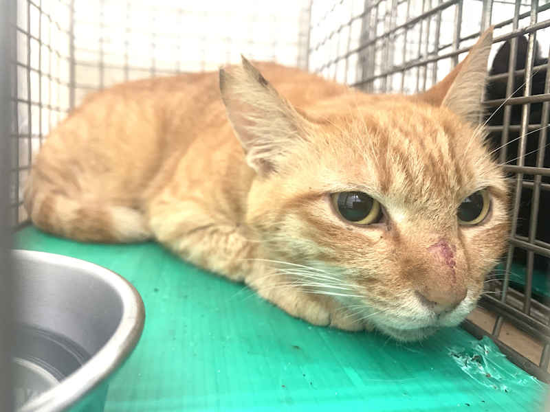 臺北市動物之家,編號:436997, 混種貓                 