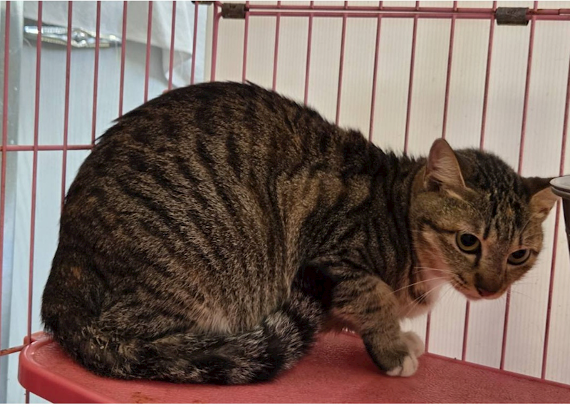 臺北市動物之家,編號:437384, 混種貓                 