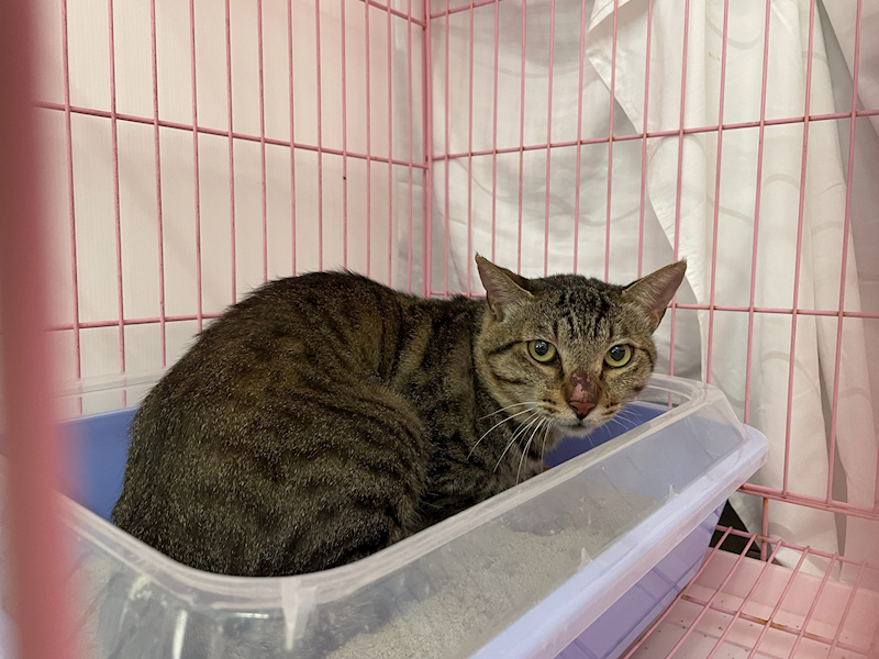 臺北市動物之家,編號:434606, 混種貓                 