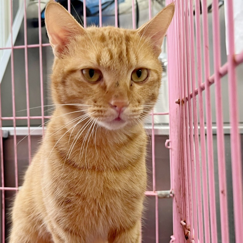 臺北市動物之家,編號:433226, 混種貓                 