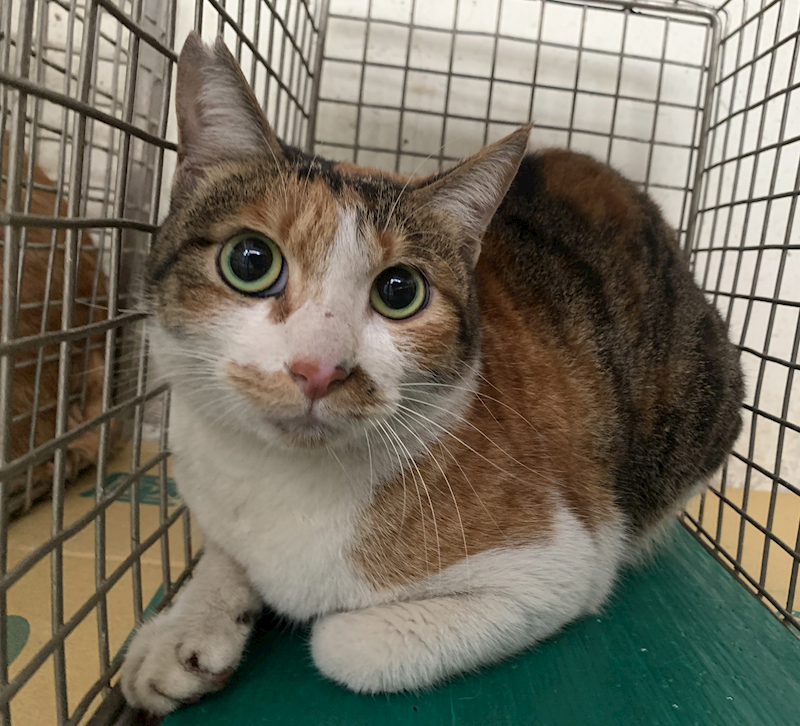 臺北市動物之家,編號:433783, 混種貓                 