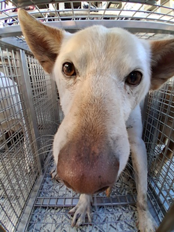 臺中市動物之家南屯園區,編號:437256, 混種犬          