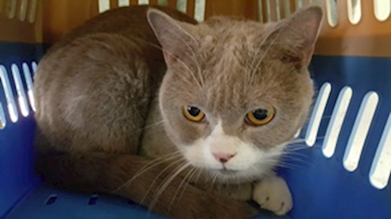 臺中市動物之家南屯園區,編號:432015, 英國短毛貓               