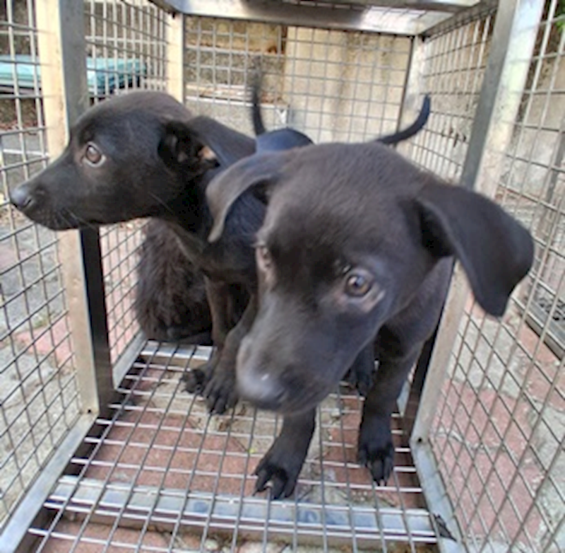 臺中市動物之家南屯園區,編號:429128, 混種犬          