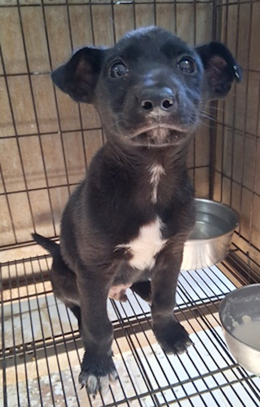 臺中市動物之家南屯園區,編號:432118, 混種犬          