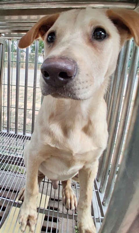 臺中市動物之家南屯園區,編號:436037, 混種犬          